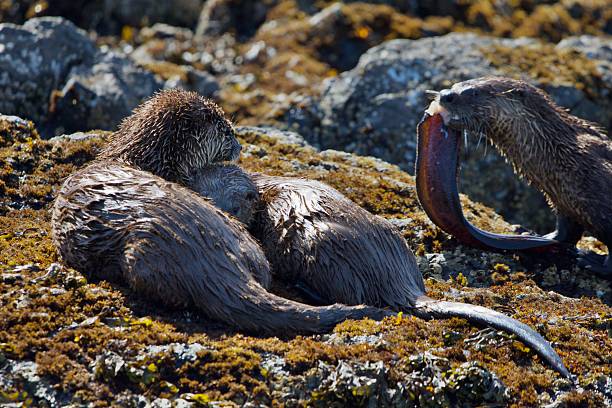 istock Two river otters snuggle on rocky shore while another carries part of a large fish 2224843094