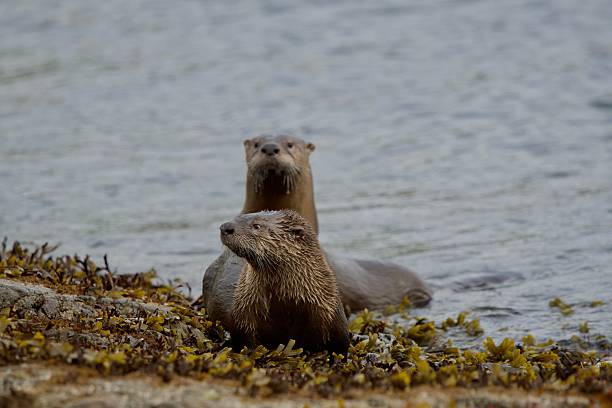 istock Two river otters climb onto seaweed covered shore and look around 2224843138