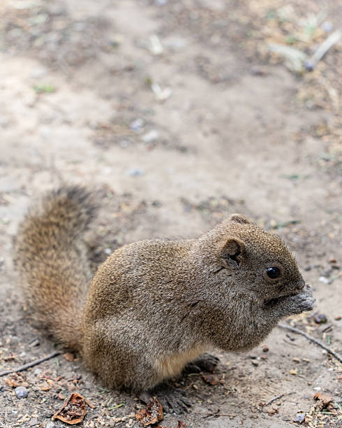 istock Cute squirrel in the forest with a nut in its paws 2224844532