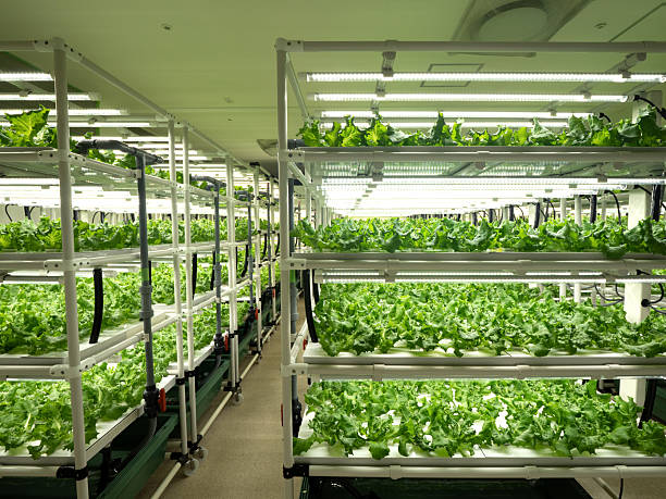 istock Lettuce cultivation in a vegetable factory 2224847164