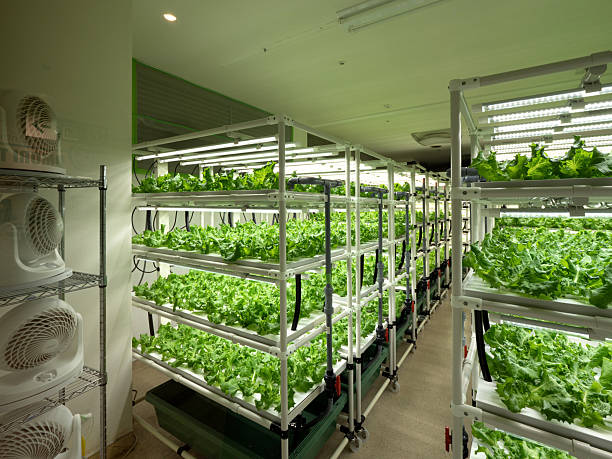 istock Lettuce cultivation in a vegetable factory 2224847166