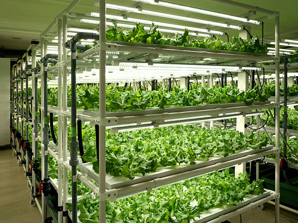 istock Lettuce cultivation in a vegetable factory 2224847176