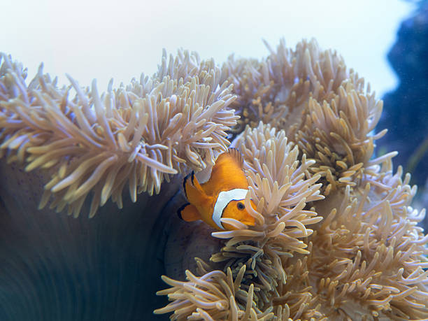 istock Clownfish and sea anemones 2224847185