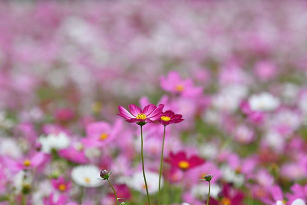 istock Pink Cosmos Flower in a Summer Meadow 2224851484