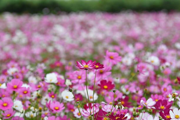 Pink Cosmos Flower in a Summer Meadow