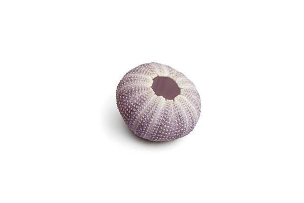 istock Violet sea urchin shell side view isolated on white background, soft focus close up 2224852537