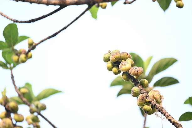 Ficus racemosa fruits. Its other names cluster fig, red river fig and gular. This  is a species of plant in the family Moraceae. It is native to Australia and tropical Asia.