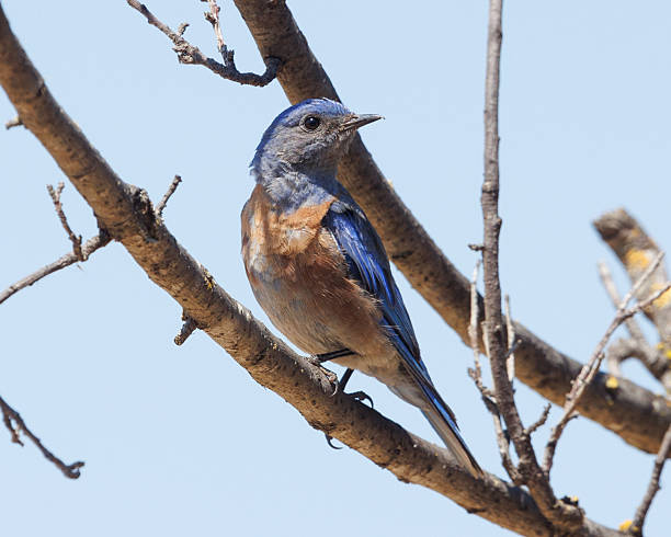 istock Western Bluebird Perched on a Branch in Martinez California 2224852758