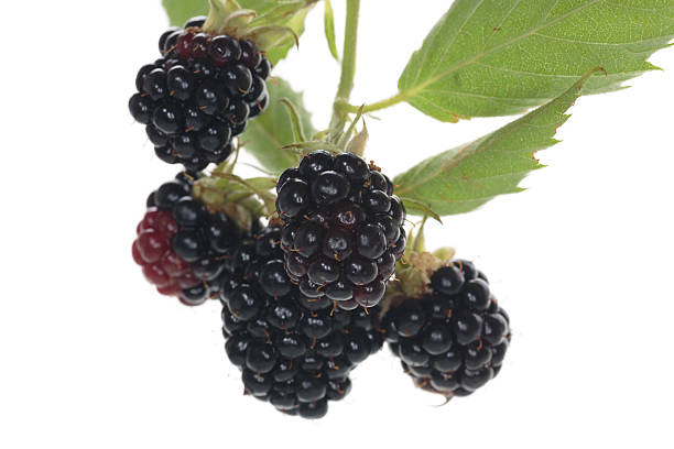 istock Natural blackberries close-up with leaves 2224854113