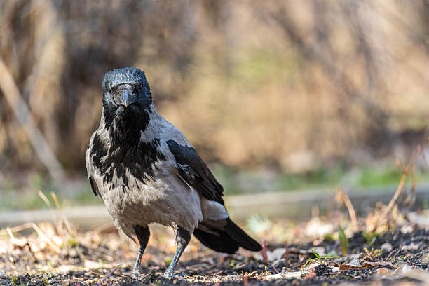 istock Hooded crow, corvus cornix, standing on the lawn in the spring or summer 2224854328