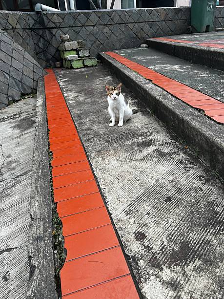 istock a stray cat sitting on the stair. 2224854753