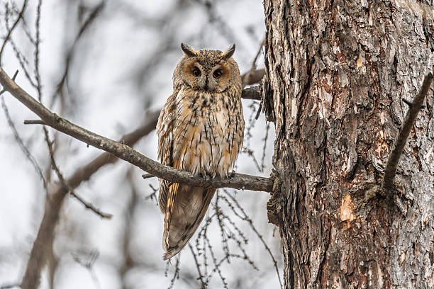 istock Long-eared owl (Asio otus), looking forward with wide opened eyes 2224856233