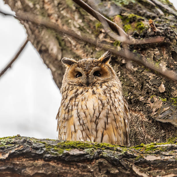 istock Long-eared owl (Asio otus), looking forward with wide opened eyes 2224856260