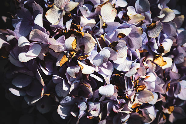 Macro close-up of purple hydrangea floral background.