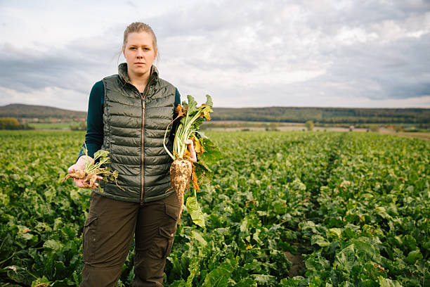 istock Harvesting: Female Farmer presents a big and small sugar beet in hands 2224859472