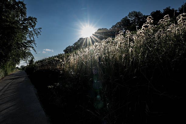 Taken in the evening sun in summer at Lemberg near Stuttgart Feuerbach.