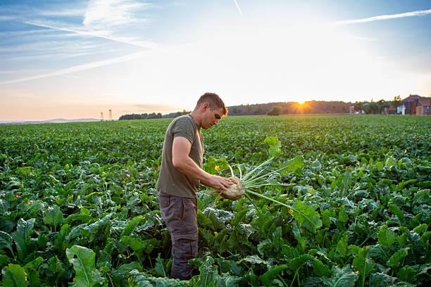 istock Harvesting: farmer stands in his field, looks at sugar beets 2224860951