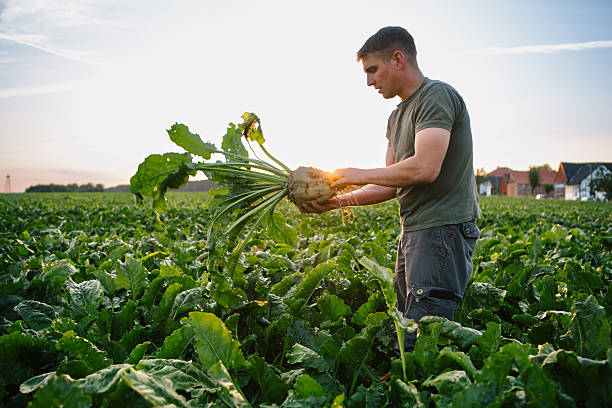 istock Harvesting: farmer stands in his field, looks at sugar beets 2224860955