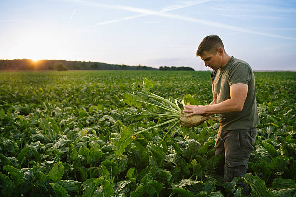 istock Harvesting: farmer stands in his field, looks at sugar beets 2224860959