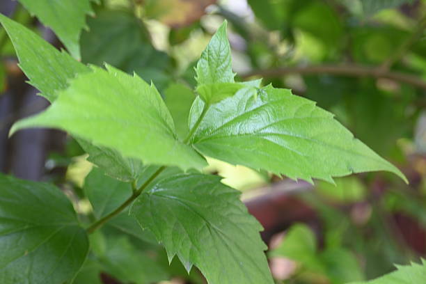 istock Nyctanthes arbor tristis plant. 2224861537