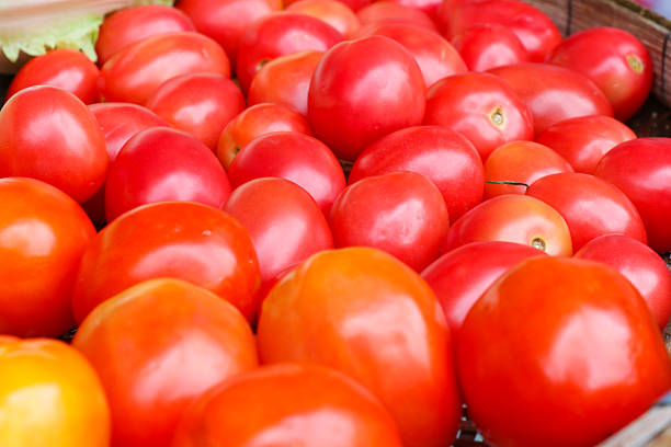 Field tomato