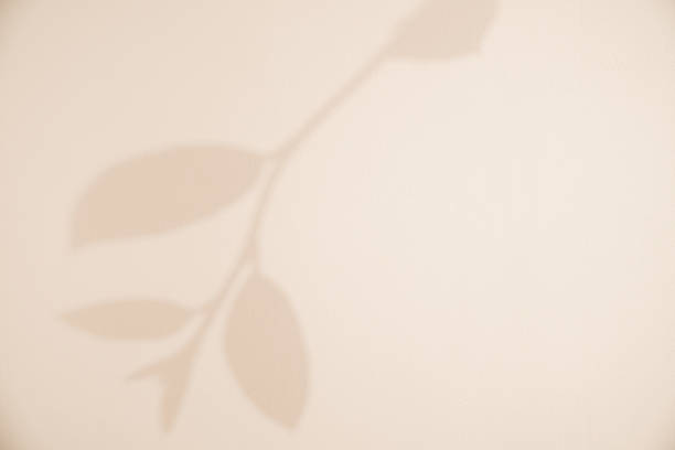 Brown Shadow leaves on wall texture background,Beige colour design backdrop of blurred light, shadow plant on concrete floor for product display,Abstract sunlight on brown cement for Autumn,Fall season banner