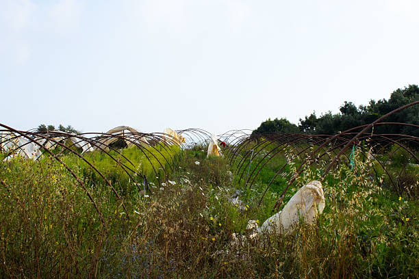 istock Abandoned Greenhouse Structures in an Overgrown Field 2224863124