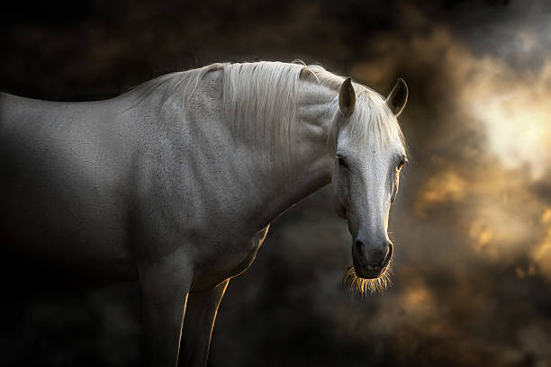 istock Horse with long mane in sunlight 2224863130