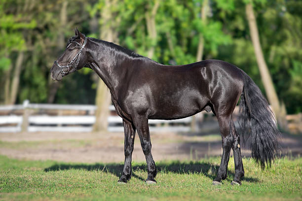 istock Black stallion with long mane in bridle 2224863132