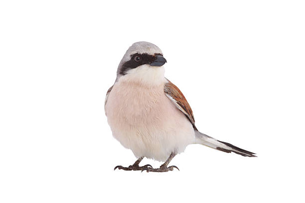 istock Red backed Shrike isolated on white background 2224863785