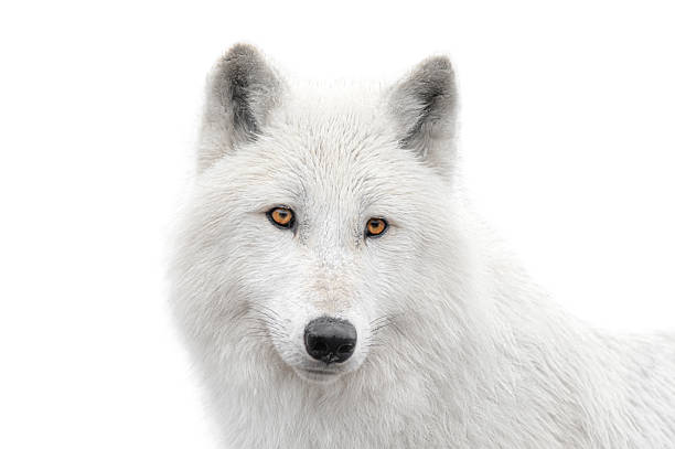 istock portrait polar white wolf isolated on white background. 2224863835