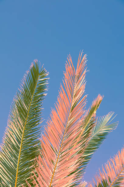 istock Palm tree leaves against blue sky. Tropical nature background 2224863936