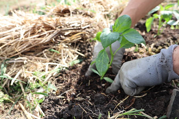 istock When it comes to gardening, planting a young seedling in fresh, nutrientrich soil is essential 2224865089