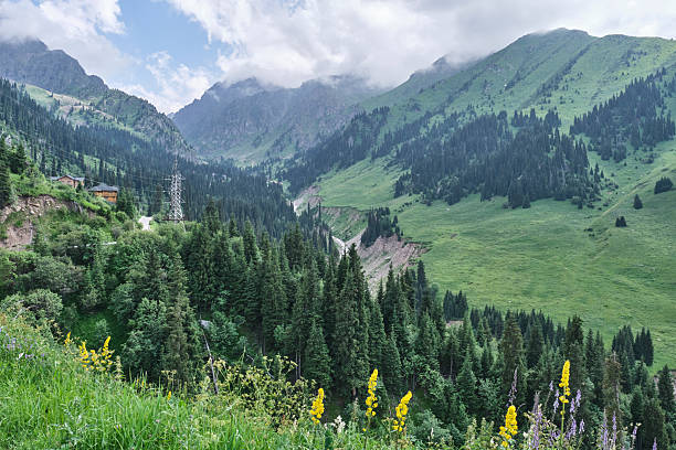 istock Scenic Mountain Valley with Evergreen Forest and Wildflowers 2224866128