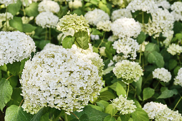 istock White Hydrangea Flowers Blooming in Garden 2224866131
