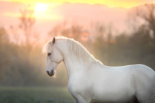 istock White horse with long mane in sunlight 2224866164