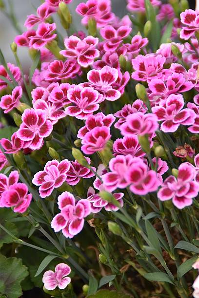 istock Attractive Carnation Flowers 2224869217