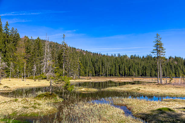 istock Lake Great Arbersee, Bavarian Forest 2224870744