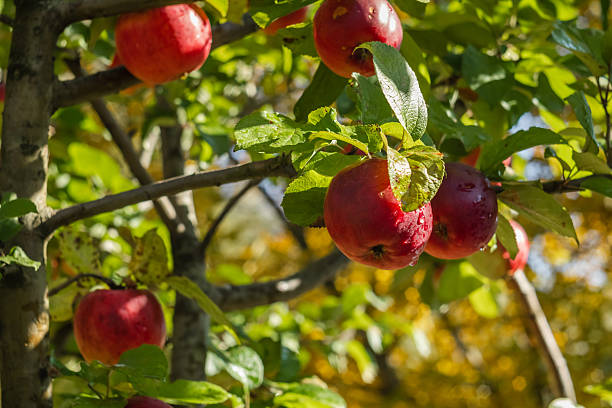 An apple tree with red apples in an autumn garden on a blurred background.