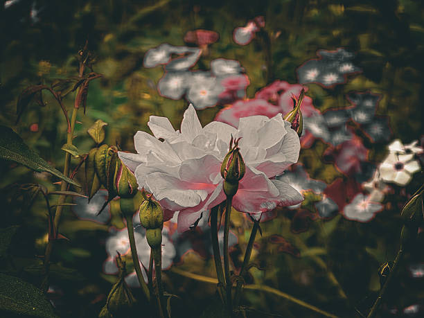 A captivating close-up features a delicate white or very pale pink rose in full bloom, its petals softly unfurling, creating an ethereal glow in the center of the frame. Surrounding the open rose are several tightly closed rosebuds, adding a sense of anticipation and growth. The background is a painterly blur of dark green foliage and abstract shapes of other flowers with outlined edges, creating a dreamy and artistic effect. The lighting emphasizes the soft beauty of the rose, evoking feelings of romance, purity, and a magical garden ambiance.