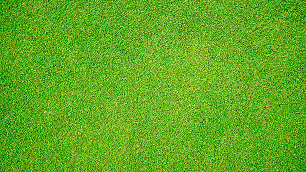 istock Green grass pattern and texture for background, top view background of garden bright grass concept. 2224872364