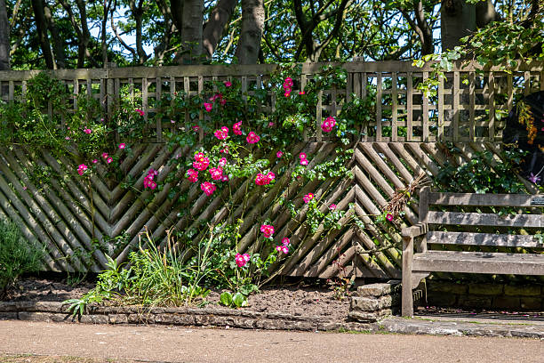 istock Wooden bench in the rose garden 2224872430
