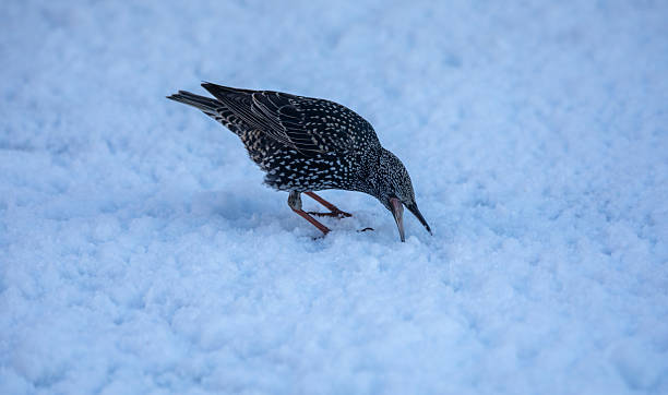 istock European starling (Sturnus vulgaris) on snow-covered ground, pecking with its beak. 2224872908