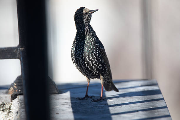 European starling (Sturnus vulgaris) stands on a flat surface, partially shade. Vertical bars cast a shadow across the surface, adding texture to the scene.