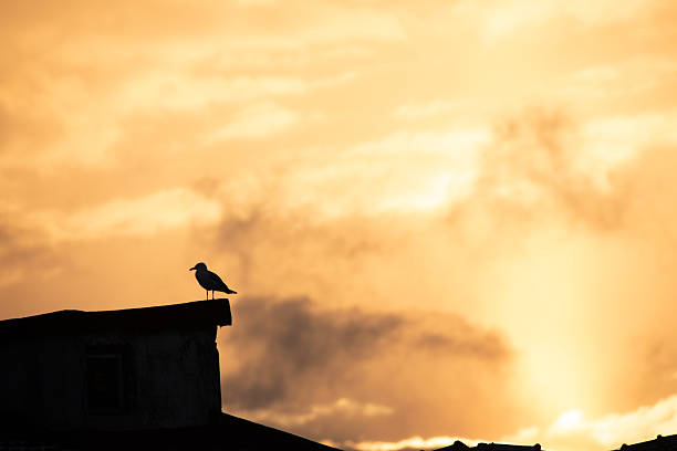 A silhouetted bird perches on a rooftop against a dramatic sky during sunset. The sky is filled with golden hues and scattered clouds, creating a striking backdrop.
