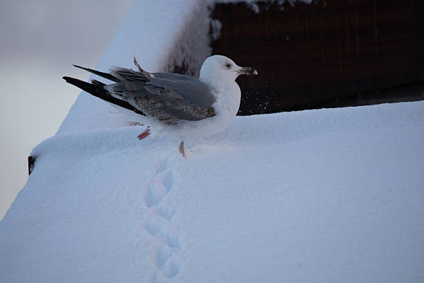Adult gull with white head and gray wings walks across snowy roof. Distinct tracks lead from its feet, indicating recent movement.