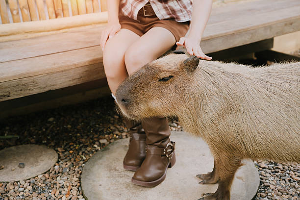istock Close Encounter with a Capybara in a Natural Setting, Person Touching Animal, Relaxed Atmosphere, Nature Interaction 2224874076