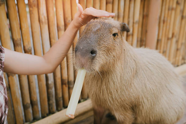 istock Cute Capybara Enjoying Snack with Human Interaction in Rustic Bamboo Setting 2224874081
