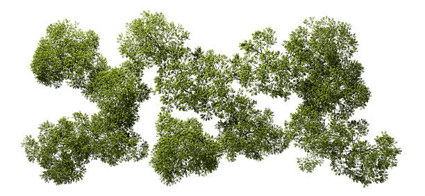 istock Top view nature woodland trees random composition landscape white backgrounds 3d render 2224875283