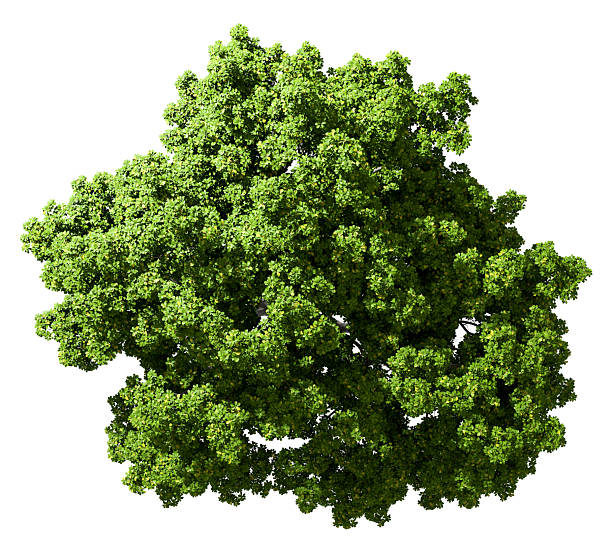 istock Top view single large woodland trees on white backgrounds 3d render 2224875285